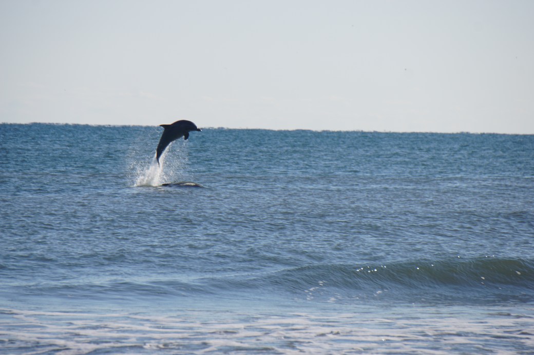 dolphin1