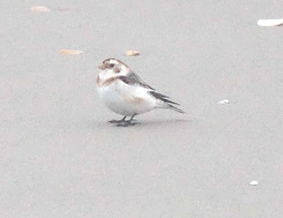 snowbunting