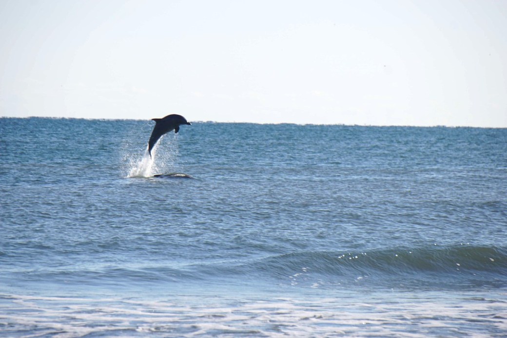 dolphin